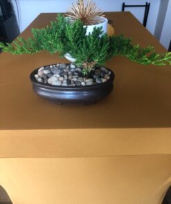 9Greenbox Best Gift Bonsai Juniper Tree, 4 Pound Style 2 24 71PpVGaKE7L