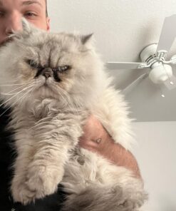 Seresto Cat Vet-Recommended Flea & Tick Treatment & Prevention Collar for Cats | 8 Months Protection 1 Pack Cat Only 33 71PqsIMwdYL