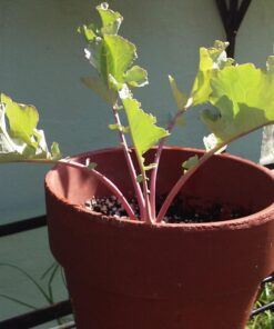 Brussel Sprouts Seed, Churchill, Heirloom, Non GMO, 25+ Seeds, Early Sprouting, COUNTRY CREEK ACRES 10 71PrFAnsOtL