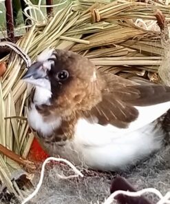 Prevue Pet Products BPV105 Sterilized Natural Coconut Fiber for Bird Nest (60000105) 1 Pack 9 71Ps5dd EL