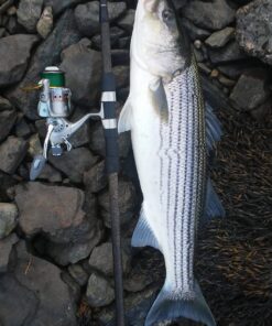 Yoshikawa Baitfeeder Spinning Reel Fishing 5.5:1 11 High Power Stainless Ball Bearings 30Lb Drag Right Left Hand Saltwater Freshwater Reversible Front Rear Drag Live Liner 3000-6000 5000 20 71PtAlVu15L