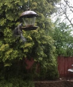 Perky-Pet 305 Holly Berry Gilded Chalet Wild Bird Feeder Gold 42 71PtNEolLxL