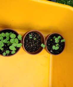 Seed Needs, 350+ Nasturtium Seeds for Planting - Jewel Mixture (Tropaeolum nanum) Non-GMO, Easy to Grow Mix, Attracts Pollinators - Bulk Bulk Pack (350 Seeds) 37 71PtnOw2b1L