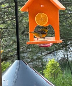 Songbird Essentials SERUBFJF Fruit and Jelly Oriole Feeder (Set of 1) 32 71Pv2j 4PEL