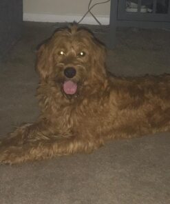 Wahl USA Deodorizing & Refreshing Pet Deodorant for Dogs - Eucalyptus & Spearmint Scent to Refresh the Skin and Coat - Model 820011A 43 71PxAzB1j1L