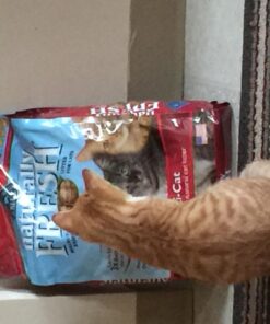 Naturally Fresh Cat Litter - Walnut-Based Quick-Clumping Kitty Litter, Unscented, Multi-Cat, 14 lb Multi-Cat Unscented 31 71Q tWJB5HL