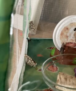Butterfly Garden: Farm Habitat and Live Cup of Caterpillars – Life Science & STEM Education Butterfly Farm 54 71Q16 muuL 1
