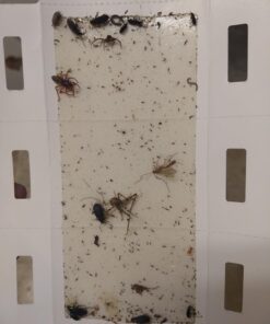 Trapper Insect Trap (Great for Bed Bugs, Spiders, Cockroaches) - Includes 90 Traps 15 71Q1Yh9fdJL