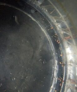 50 Eggs of Triops Longicaudatus (Tadpole Shrimp) Triassic Dinosaur Living Fossil 12 71Q1siFNZ4L