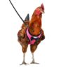 Yesito Chicken Harness Hen Size with 6-Foot Matching Belt, Comfortable, Breathable, Small Size, Suitable for Chicken, Duck or Goose Suitable for Weight About 2.3-3.8Pounds, Green (Months, Pink) Medium
