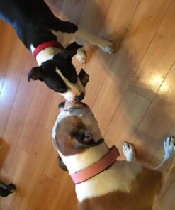 Moso Natural Shoe Odor Absorbers. A Scent Free Odor Eliminator for Shoes, Gym Bags and Sports Gear. Premium Moso Bamboo Charcoal Air Purifying Bag and Deodorizer. (One Pack of Two 75g Bags) 1 37 71Q2byg6T0L