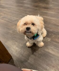 GoodBoy Mini No Shock Remote Collar for Dogs with Beep and Vibration Modes for Pet Behaviour Training - Waterproof & 1000 Feet Range - Suitable for Small to Medium Dogs (Blue) Blue 17 71QBsuaI2GL