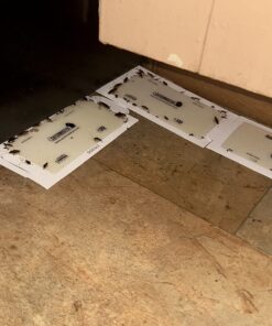 Catchmaster Mouse and Insect Glue Boards, 75-Pack Mouse Traps Indoor for Home, Sticky Pest Control Adhesive for Catching Bugs, Rats & Rodents, Non Toxic Bulk Glue Traps Standard 36 71QCEGokLfL