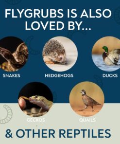 FLYGRUBS Superior to Dried Mealworms for Chickens (1lb) - 85X More Calcium Than Live mealworms - Non-GMO Chicken Feed - BSFL Treats for Hens, Ducks, Turkeys, Wild Birds, Turtles, Quails 1 Pound 20 71QCtd5VLLL