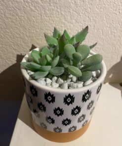 GloFish aquarium Gravel 5 Pounds, White, Complements GloFish Tanks (29022) White Frost 45 71QDwHY809L