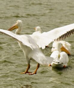 Canon EF-S 55-250mm f/4.0-5.6 is II Telephoto Zoom Lens Base Standard Packaging 63 71QGoz3ORlL