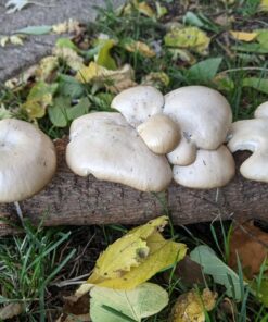 100 Shiitake 100 Mushroom Plug Spawn Edible Mycelium Plugs 33 71QKFfiAqaL