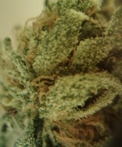 Advanced Nutrients 2320-12 Bud Candy Fertilizer, 250 mL, 250 Liter, Brown/A 8.4535 Fl Oz (Pack of 1) 13 71QMlpgu3wL