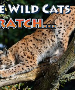 Alternative view of Pet MasterMind Claw Withdraw Anti Scratch Cat Spray Deterrent for Furniture - Natural Cat Deterrent Indoor Use 4oz