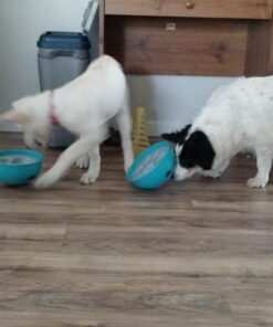 PAW5 Rock 'N Bowl Puzzle Feeder Dog Bowl - Fun Interactive Enrichment Dog Dish - Slow Feeder for Dogs - Stops Bloating - BPA and Phthalate-Free Plastic Made in The USA 20 71QOdm9xMNL