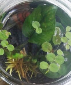 12 Water Spangles (Salvinia Minima), Live Aquarium/Aquatic/Floating/Pond/Freshwater Plant by G&Z 48 71QQJsCvUfL