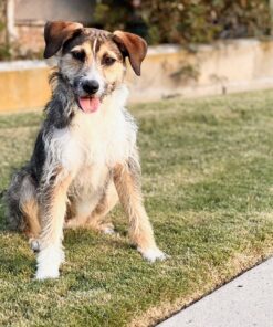 Embark Breed Identification Kit | Most Accurate Dog DNA Test | Test 350+ Dog Breeds | Breed ID Kit with Ancestry & Family Tree 42 71QR LgZWnL