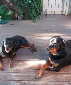 T.J. Wisemen, Inc. Remote Controlled Fart Machine #2 with Boom Box Technology - 15 Realistic Sounds - Wireless with 100 ft Range 17 71QRRkDPRnL