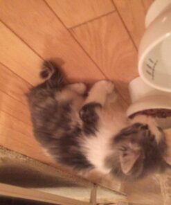 Necoichi Raised Cat Water Bowl, Elevated, with Measurement Lines, Dishwasher and Microwave Safe (Cat, Regular) 51 71QTb7eODfL