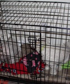 MidWest Homes for Pets Dog Crate Life Stages 36' Double Door Folding Metal Dog Crate | Divider Panel, Floor Protecting Feet, Leak-Proof Dog Pan | 35.63 in x 24.45 in x 21.93 in ,Intermediate Dog Breed 36.0"L x 23.0"W x 25.0"H Lifestages; Double Door 52 71QUc3aMniL