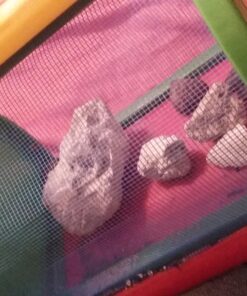 Toysmith: Outdoor Discovery Critter Case by Toysmith - Backyard Nature Exploration To Catch & Release Bugs & Insects to Study Up Close 23 71QWepJK4bL