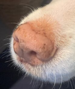 Musher's Secret Dog Paw Wax 60 g (2.1 oz) - Moisturizing Dog Paw Balm that Creates an Invisible Barrier That Protects and Heals Dry Cracked Paws - All-Natural with Vitamin E and Food-Grade Ingredients 2.1 Ounce (Pack of 1) 37 71QZiVU27iL