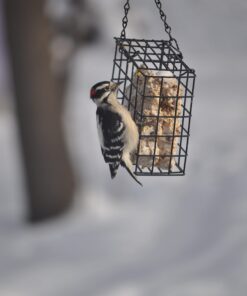 C&S Woodpecker Delight No-Melt Suet Dough 15 71Qa8CsVS