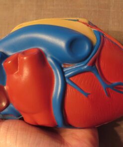 Learning Resources Cross-Section Human Heart Model, Large Foam Classroom Demonstration Model, 2Piece, Grades 2+, Ages 7+ Multi-color, 5 x 5 x 5 inches 27 71QbGW8E1HL