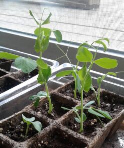 22,000 Non GMO Heirloom Vegetable Seeds, Survival Garden, Emergency Seed Vault, 34 VAR, Bug Out Bag - Beet, Broccoli, Carrot, Corn, Basil, Pumpkin, Radish, Tomato, More 39 71QbgP1Y4L