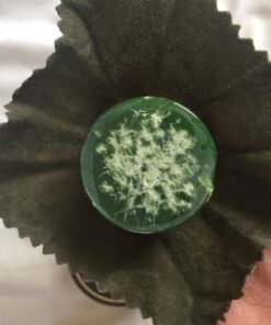 Jade L'Opera JADE Rosin for Violin, Viola, and Cello Solo 23 71QdffLTT4L