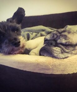 K&H Pet Products Thermo-Kitty Bed Heated Cat Bed Small 16 Inches Mocha/Tan 16.0"L x 16.0"W x 6.0"Th Retail Package 40 71Qf5kDCgQL