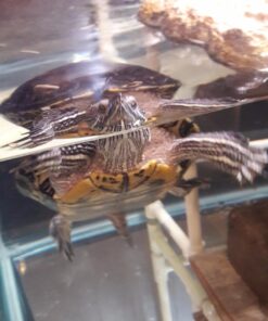 Penn-Plax Cascade All-in-One Aquarium Canister Filter – for Tanks Up to 100 Gallons (265 GPH) – Cascade 1000 Cascade-1000 62 71QfLgOZh L