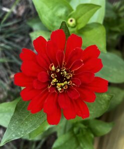 Outsidepride Zinnia Elegans Lilliput Heat & Drought Tolerant Garden Cut Flower Mix - 1000 Seeds Lilliput Mix 63 71QiYAUdxIL