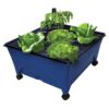 Emsco Group 2370 Hydropickers Compact 24” x 20” Footprint – Mobility Provided by Casters Non-Electric Hydroponics Grow Box, Cobalt Blue 25 71QibR8c3WL