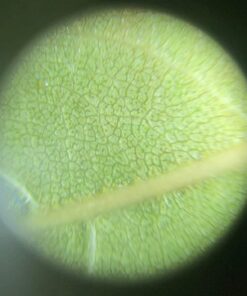 Carson MicroMini 20x LED Lighted Pocket Microscope with Built-In UV and LED Flashlight - Blue 28 71QlIGlyxzL