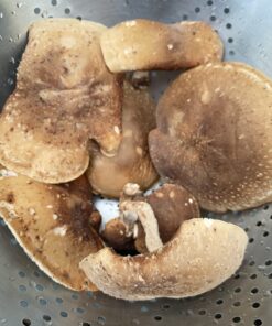 100 Shiitake 100 Mushroom Plug Spawn Edible Mycelium Plugs 36 71QmyF38PL