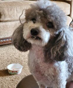 Earth Rated Dog Poop Bags with Handles, New Look, Easy Tie and Guaranteed Leakproof, Unscented, 120 Handle Bags 120-Count 43 71QoN5N UPL