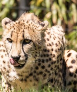 Sigma 150-600mm 5-6.3 Sports DG OS HSM Lens for Canon Canon SLR Mount US Version 111 71QoZ327jnL