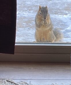 DAVID Seeds Original Salted and Roasted Jumbo Sunflower Seeds, Keto Friendly Snack, 5.25 OZ Bags, 12 Pack 5.25 Ounce (Pack of 12) 38 71QqTwM1DRL