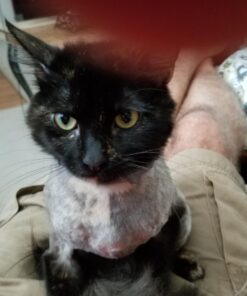 PURALITY HEALTH Liquid Turmeric Supplement, Fulvic Acid, Support Joint Health, Liposomal Enhanced Absorption, Vegan, Month Supply 28 71QqyZicV3L