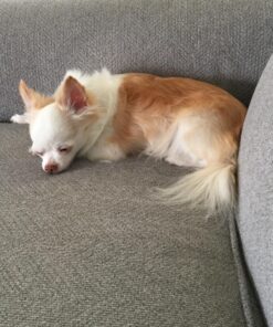 Capstar Fast-Acting Oral Flea Treatment for Dogs 30 71QrTLD1 CL