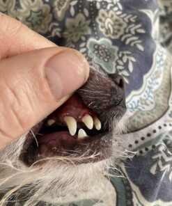 Virbac CET Enzymatic Toothpaste Eliminates Bad Breath by Removing Plaque and Tartar Buildup, Best Pet Dental Care Toothpaste -Beef Flavor, 2.5 Oz Tube (Color Varies) Beef 33 71QttoGq17L