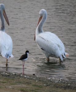 Canon EF-S 55-250mm f/4.0-5.6 is II Telephoto Zoom Lens Base Standard Packaging 64 71QuuccolL