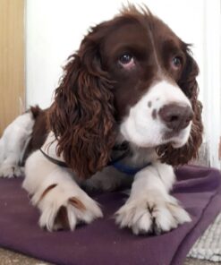 SportDOG No Bark Collar SBC-R 18 71R03xnzfUL