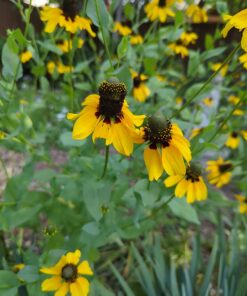 Eden Brothers All Perennial Wildflower Mixed Seeds for Planting, 1/4 lb, 120,000+ Seeds with Lupine, Shasta Daisy | Attracts Pollinators, Plant in Spring or Fall, Zones 3, 4, 5, 6, 7, 8, 9, 10 1/4 Pound 58 71R0j5c7dWL